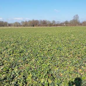 DSV_TerraLife CoolSeason Kleve