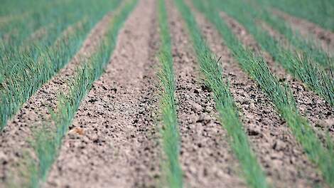 Uientelers leveren vanaf dit jaar financiële bijdrage aan onderzoeksprogramma BO Akkerbouw