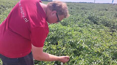 Delphy werkt mee aan online platform voor bemestingsstrategieën tarwe, maïs en aardappelen