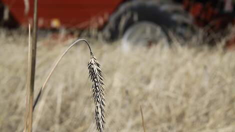 USDA cijfers geven de graanmarkt geen impuls