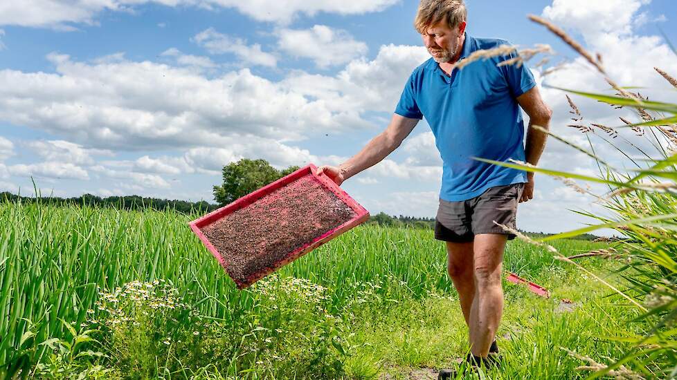 Veldmedewerker Henk Nijstad lost steriele vliegen bij een uienperceel.