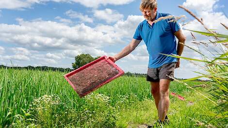 Beheers de uienvlieg nu en in de toekomst