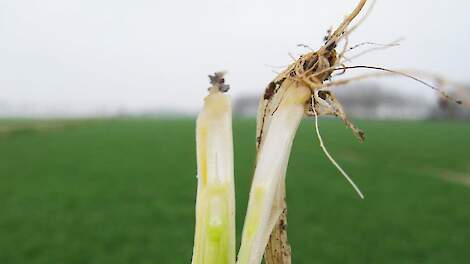 Groeiregulatie in wintergranen start nu