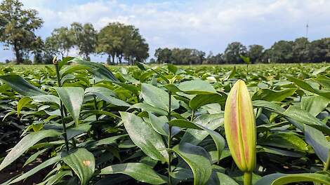 Raad van State oordeelt in leliezaak: Meer onderzoek naar natuurgevolgen van gewasbescherming nodig