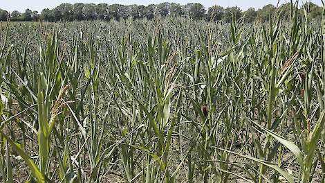 Klimaattool voor boeren per regio en gewas
