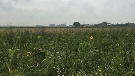 Belangrijke voedselbron en schuilplek voor de akkervogel