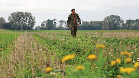 ‘Vlas en huttentut in rotatie gunstig voor broedvogels’
