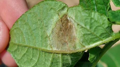 Hoe is Phytophthora onder controle te houden vanaf opkomst aardappelgewas?