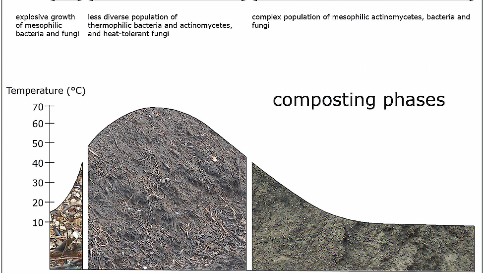 Compostering verloopt in drie fases