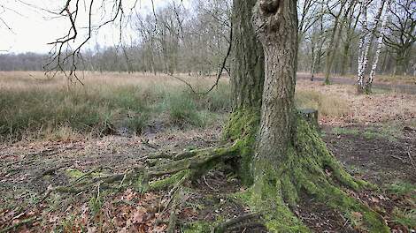 STAF over rapport gewasbeschermingsmiddelen de Peel: ‘Hier wordt naar een gewenste uitkomst toegerekend’