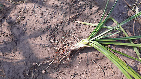 ‘Lichtzinnigheid over knolcyperus is het grootste gevaar’