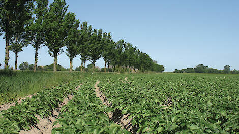 Phytophthora laat zich nog steeds goed voorspellen