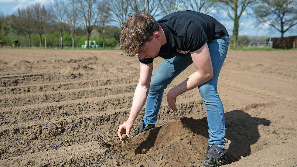 Dit jaar start Beuwer met 4 hectare pootgoed, naast de consumptieteelt.