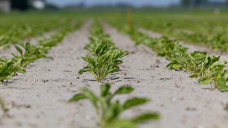 862 hectare suikerbieten overgezaaid