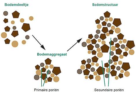 Meerdere kleine bodemaggregaten (ook wel microaggregaten genoemd) vormen samen grotere macroaggregaten, die de uiteindelijke bodemstructuur bepalen.