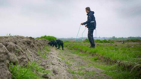 Video: Speurhonden jagen op knolcyperus