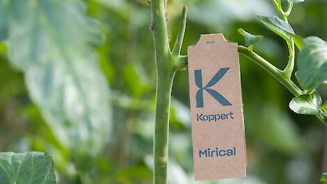 Koppert zoekt leider van buiten