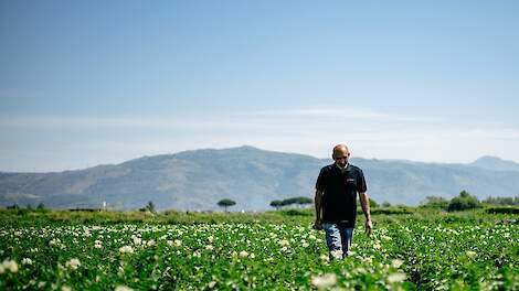 HZPC verwacht dat omzet stijgt tot boven 500 miljoen euro