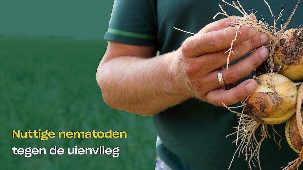 Effectieve bestrijding van uienvlieg met nuttige nematoden - Capirel