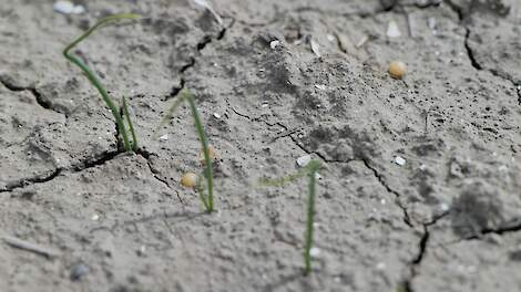 Kijk online uitzending Slim bemesten terug: 'Optimale stikstofbenutting is voor iedere teler relevant'