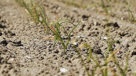 Video: Droogte laat sporen na in uien: Wat kun je met bladvoeding?