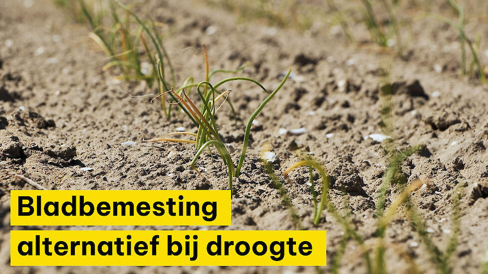Bladbemesting alternatief tijdens onder andere droogte