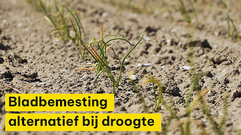 Bladbemesting alternatief tijdens onder andere droogte