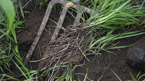 Vanaf 1 juni controle op knolcyperus