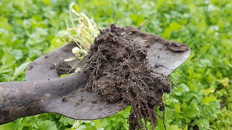 Vlinderbloemigen werken samen met stikstofbindende bacteriën (Rhizobium), die stikstof uit de lucht omzetten in plantopneembare vorm