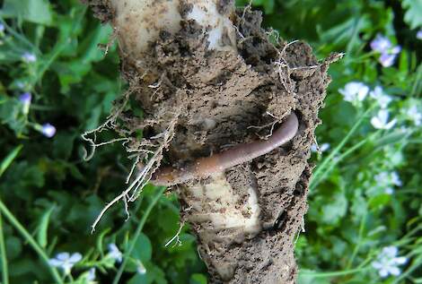 Regenworm versnellen de afbraak van organisch materiaal en maken de bodem losser.