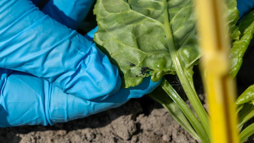 Een kolonie zwarte bonenluizen. Linksboven van de kolonie is ook een gevleugelde zwarte bonenluis te zien. In de kolonie zit 1 groene perzikluis tussen de zwarte bonenluizen.