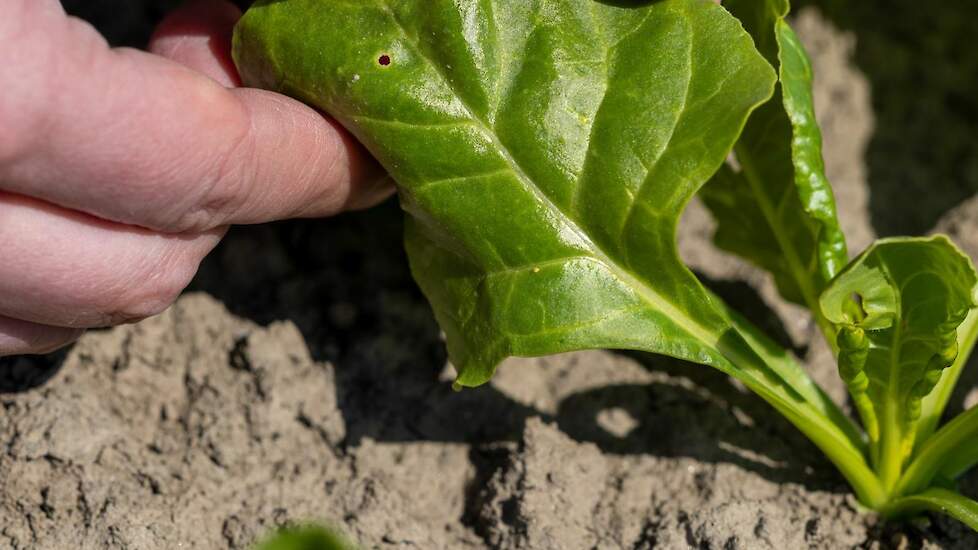 Een bovengrondse springstaart. Aan de gele kleur is te zien dat dit een larve is. Een volwassen bovengrondse springstaart is namelijk grijs/zwart.
