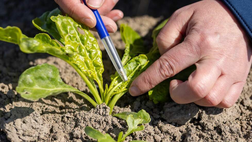 In de opgekrulde bladrand zit een kolonie zwarte bonenluizen. Bladluizen houden zich graag schuil in de opgekrulde bladranden.