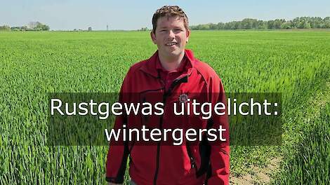 Rustgewas uitgelicht: wintergerst | LG Seeds