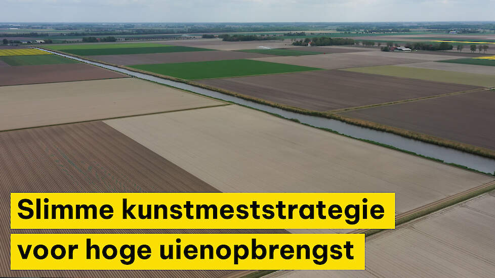 Slimme kunstmeststrategie voor hoge uienopbrengst