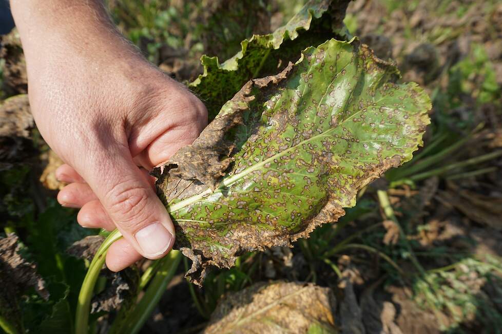 Schade door Cercospora