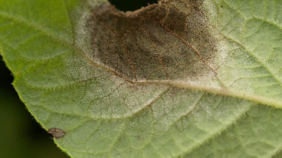 Phytophthora