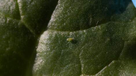 Schadedrempel groene bladluizen in diverse gebieden voor de derde keer overschreden