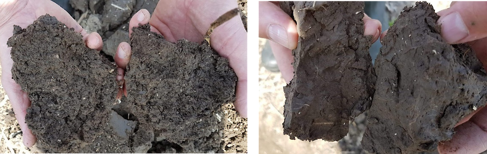 Links, goede bodemstructuur, rechts een verdichte bodem met een slechte bodemstructuur