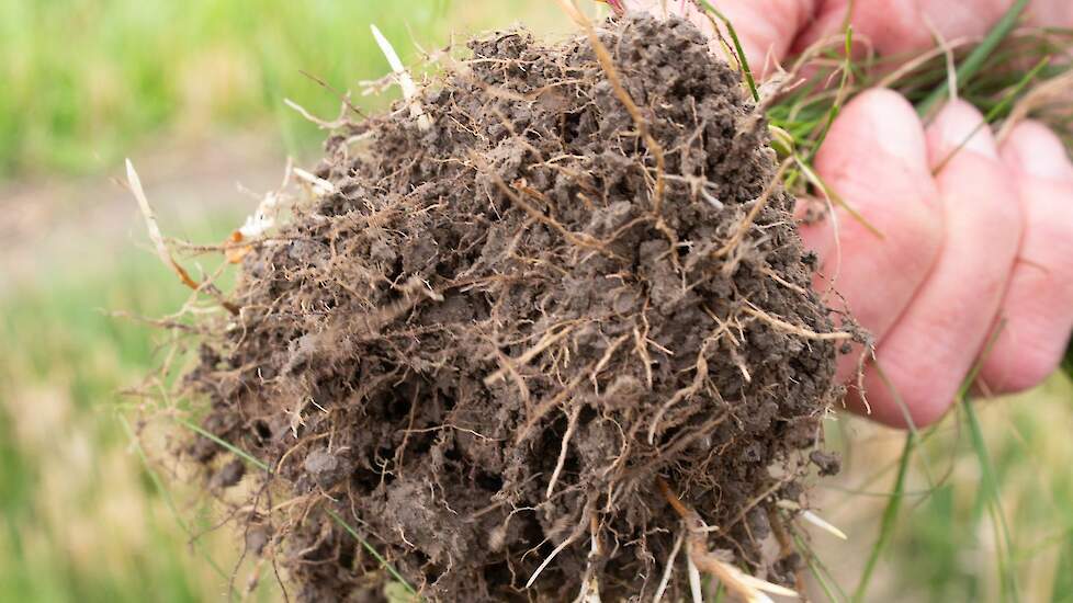 Wortels groenbemester