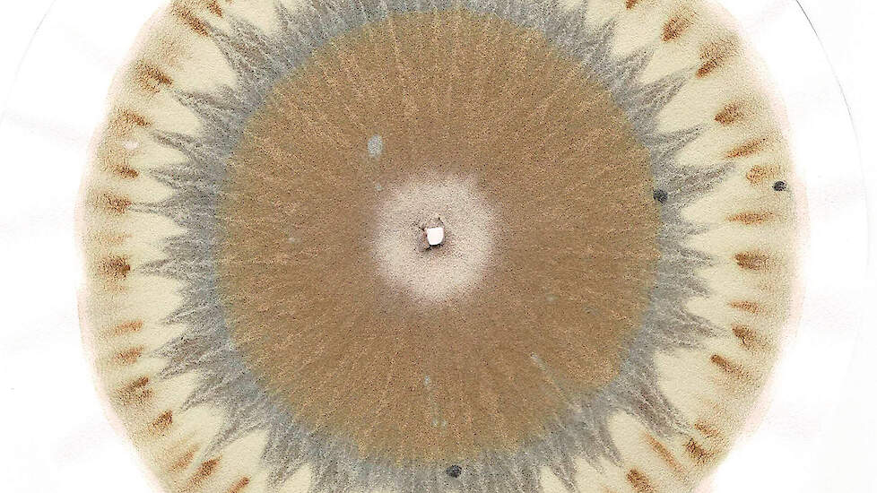 Ter vergelijking een chroma van &eacute;&eacute;n van de percelen van het Bodembeheer. Deze chroma heeft een betere zuurstofvoorziening (meer ingebouwde zuurstof), betere biologische processen, en veel meer humus- en eiwitvorming. Op deze bodem is het volgens Martijn v