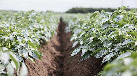 Witte kleur beschermt plant tegen Y-virus