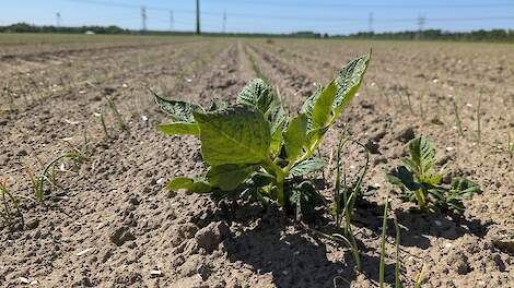 Geen signalen van uitbraak phytophthora