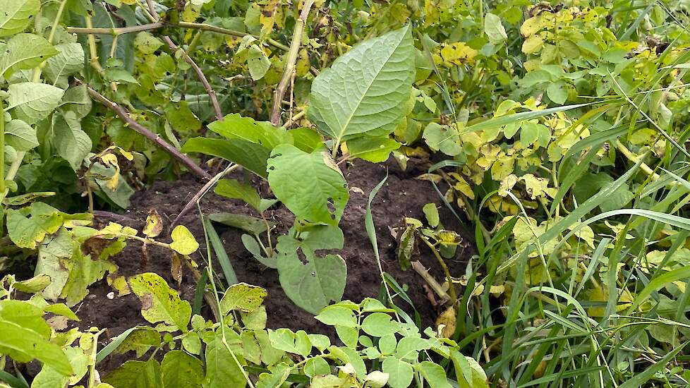 De Japanse duizendknoop - hier tussen de aardappelen - als voorbeeld van een invasieve exoot.