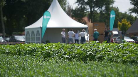 Frisse inzichten uit het veld: Wat kom je weten op de Groenbemesterdag?