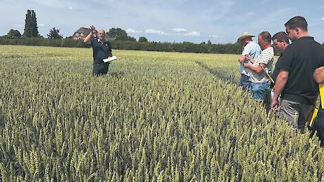 ‘Beregenen van tarwe is het overwegen waard’