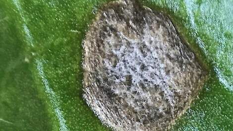 Opmars van bladschimmels op bietenpercelen: Cercospora en roest in verschillende gebieden gevonden