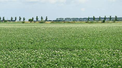 Video: Coloradokever meppen: snel en effectief