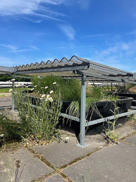 fythobak met bloemen