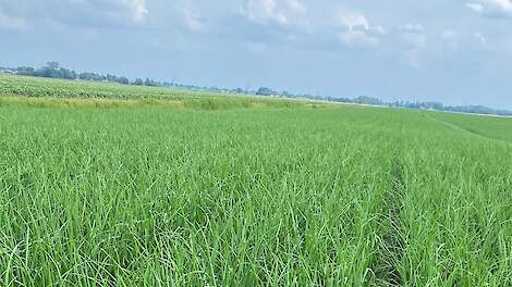 Valse meeldauw, een uitdaging in de uienteelt